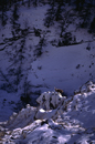 Stambecco/Alpen Ibex