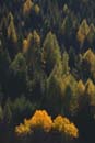 Dolomiti