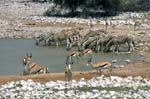 Etosha NP