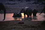 Elefanti al tramonto - Etosha NP